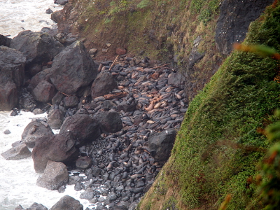 [Looking down a cliff at the water's edge at large rocks and smaller gray and brown clumps which also appear to rocks.]